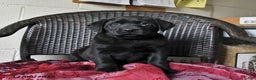 Labrador Retriever dogs for sale: Birch - Ad 5