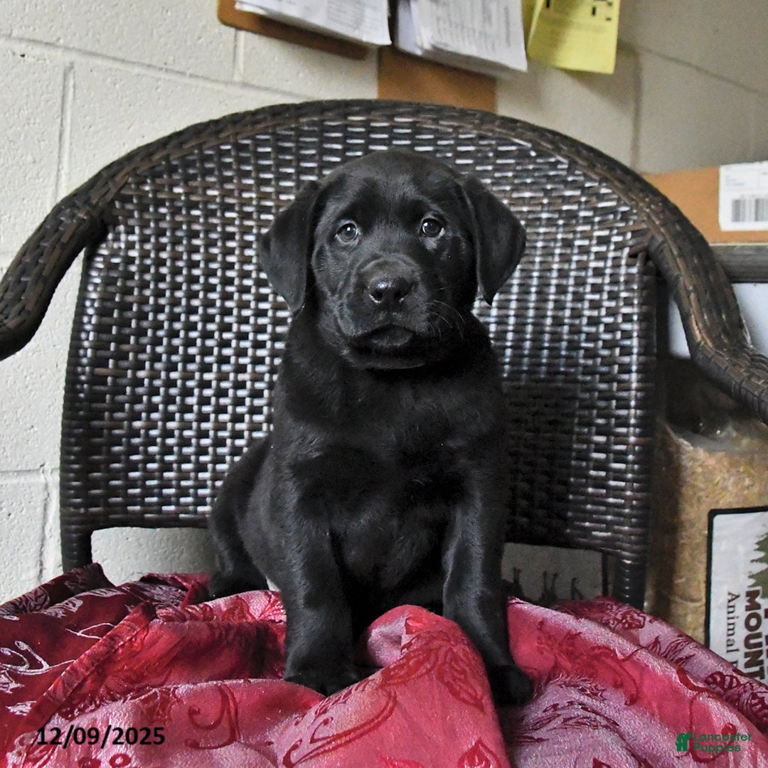 Labrador Retriever dogs for sale: Birch - Ad 5