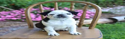 Pug dogs for sale: Sprinkle - Ad 4