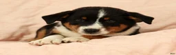 Australian Shepherd dogs for sale: Zoey - Ad 9