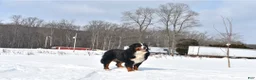 Bernese Mountain Dog dogs for sale: Bernese Mountain Dog Puppy 4 - Ad 7