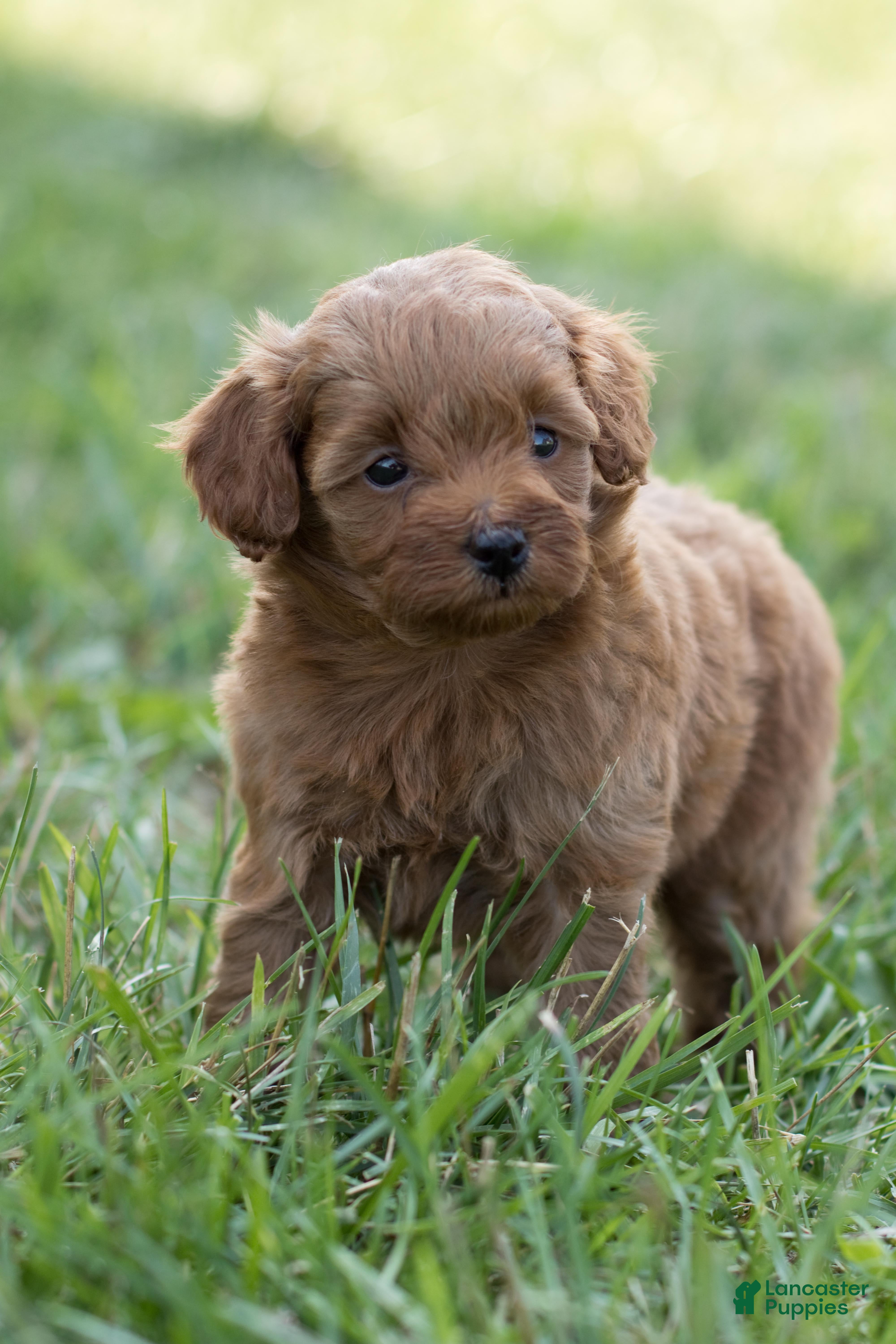 Mini Goldendoodle dogs Pixie - Ad 1