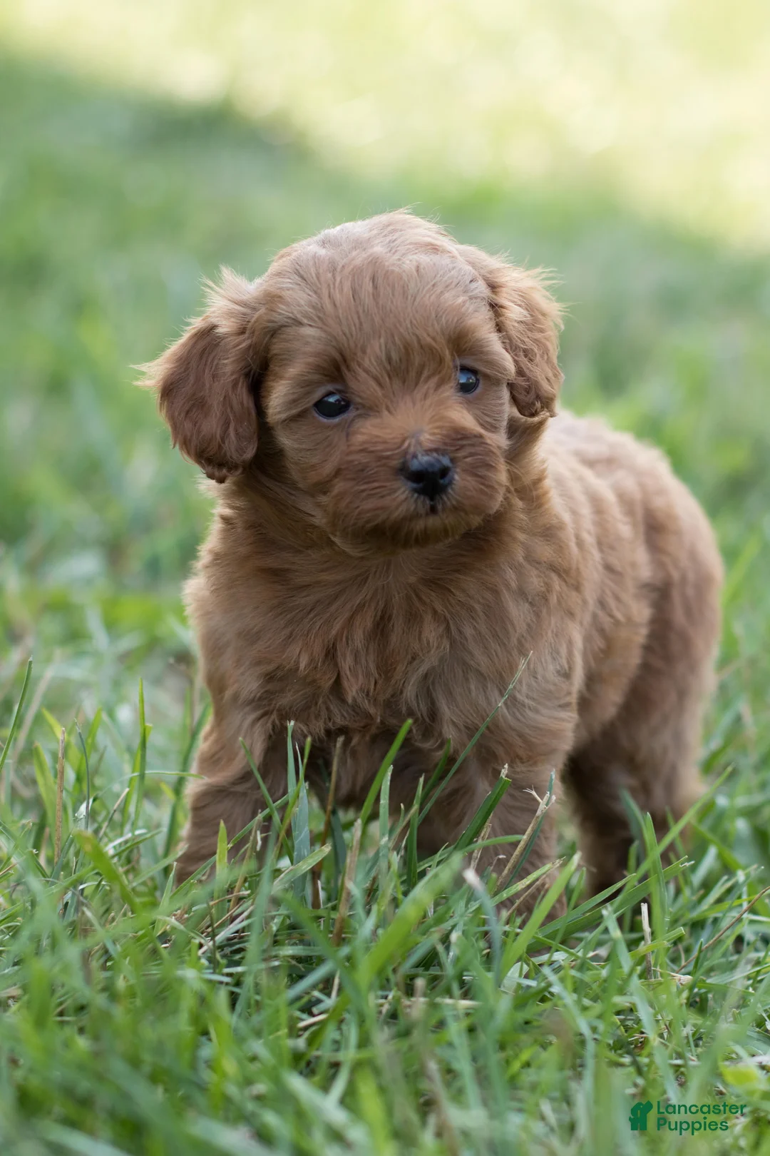 Mini Goldendoodle dogs for sale: Pixie - Ad 1