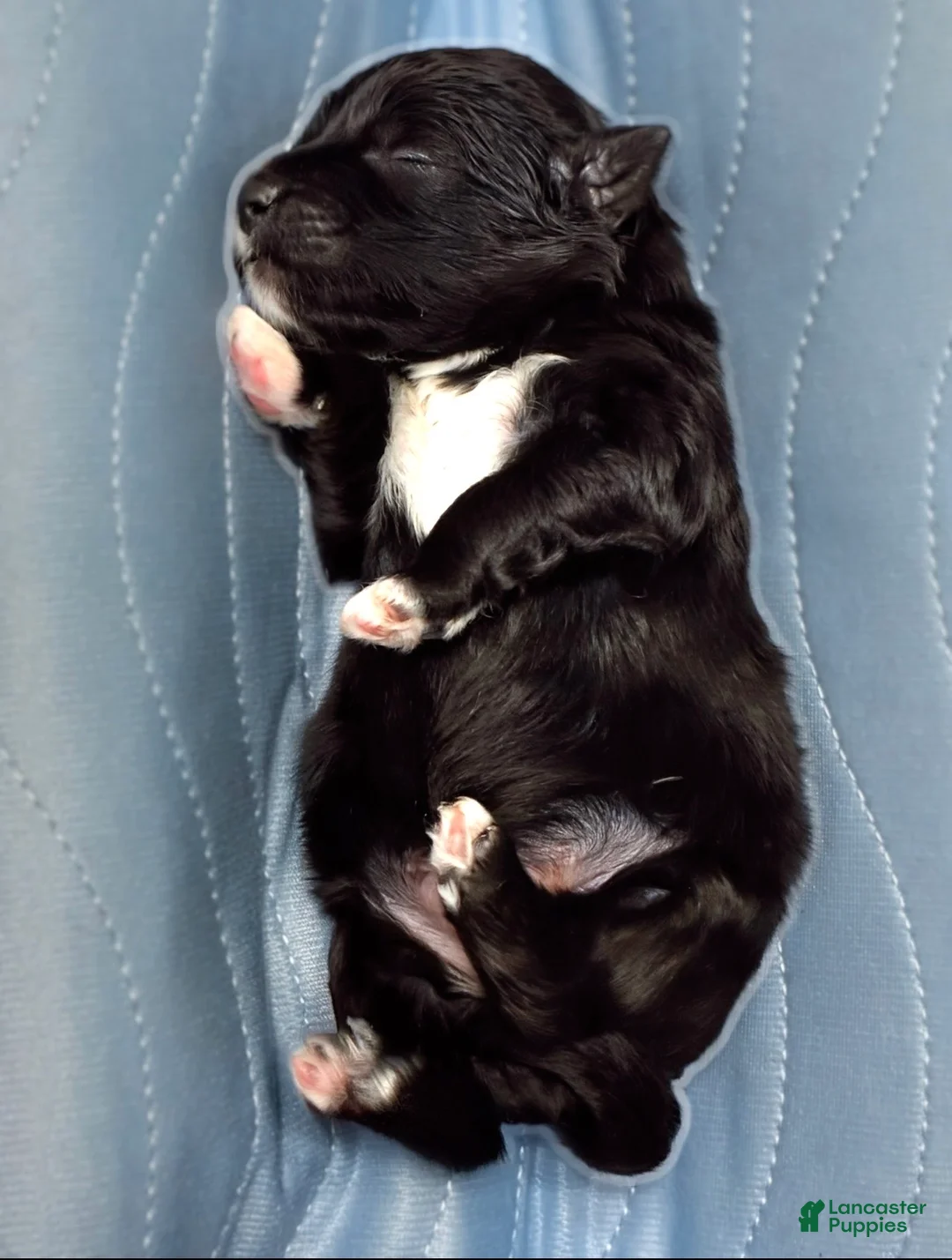 Mini Aussiedoodle dogs for sale: Reggie - Ad 1
