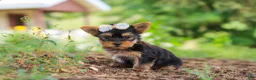 Yorkshire Terrier dogs for sale: Fiona - Ad 6