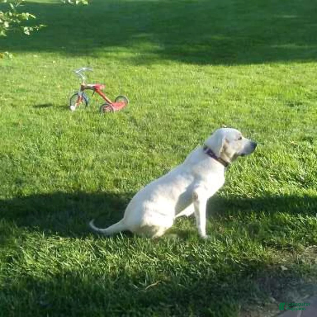 Labrador Retriever dogs for sale: Koda - Ad 10