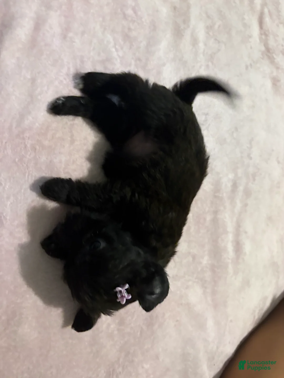 Mixed Breed dogs for sale: 2 Mixed Breed famale dark brown  - Ad 2