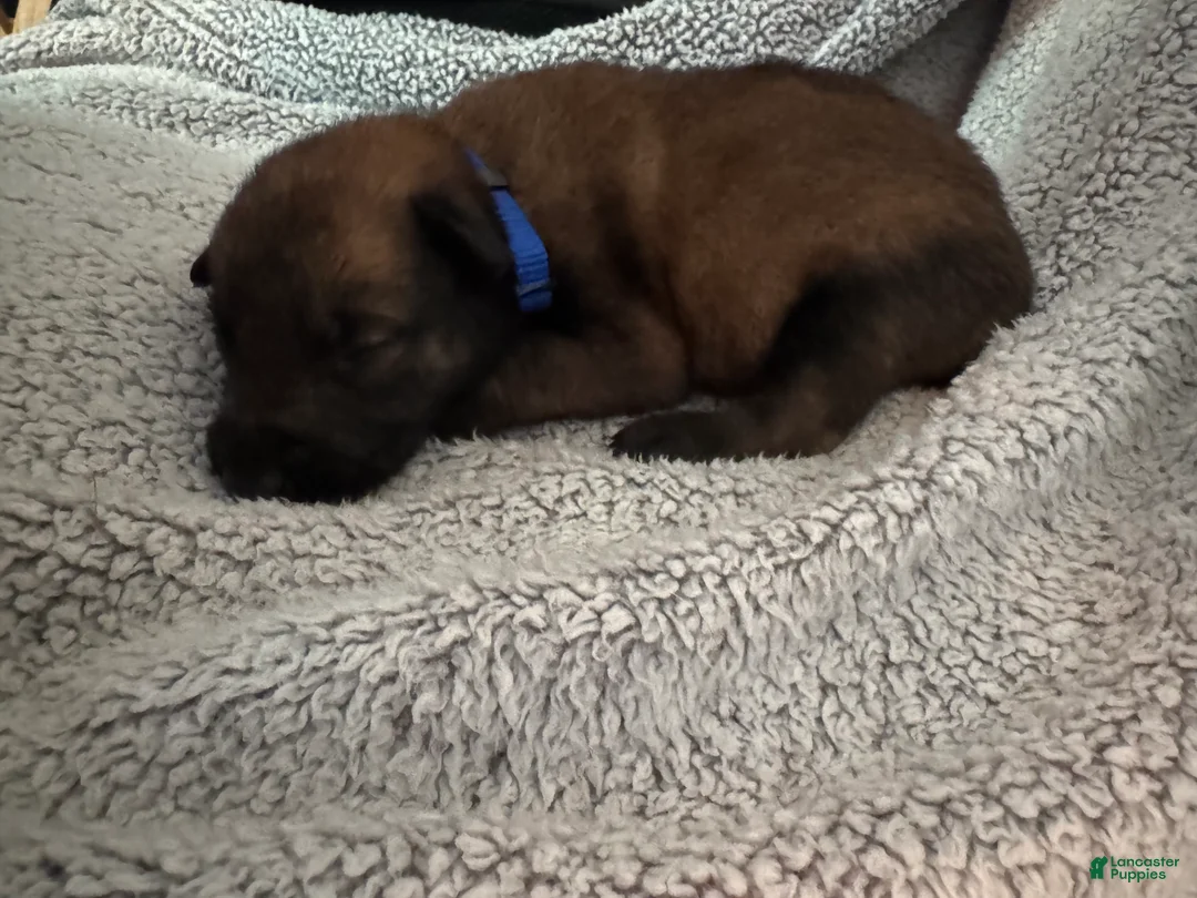 Belgian Malinois dogs for sale: Belgian Malinois 3 - Ad 2