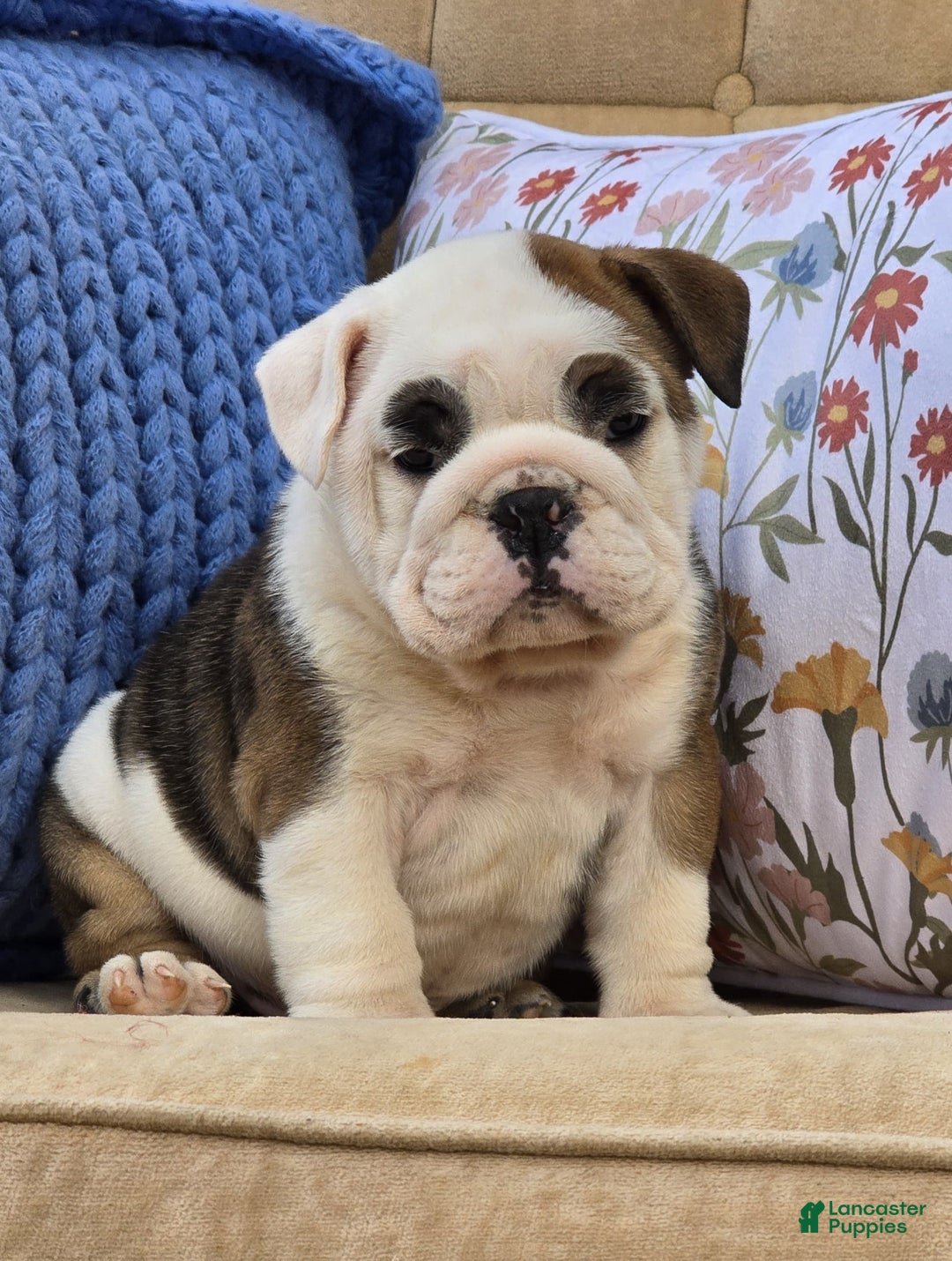 English Bulldog dogs for sale: Buddy - Ad 3