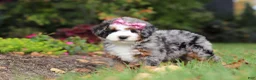 Mini Bernedoodle dogs for sale: Zendaya - Ad 4