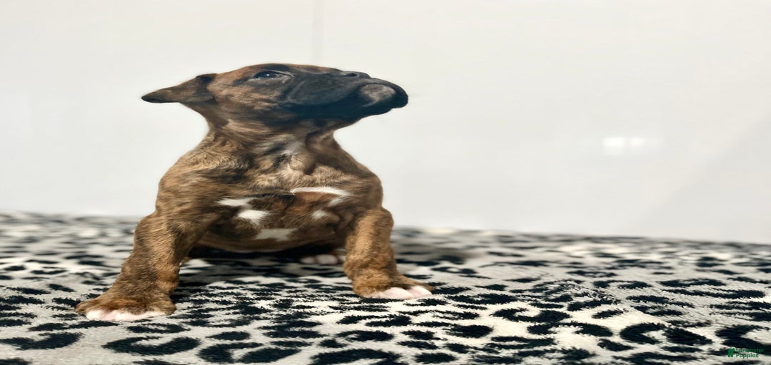 Gallery Image {{count}}