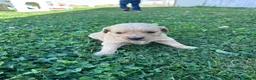 Golden Retriever dogs for sale: Tucker (yellow) - Ad 6