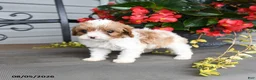 Cavapoo dogs for sale: Doreen - Ad 2