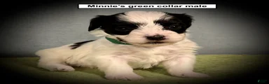 AKC Minnie's Green Collar Male
