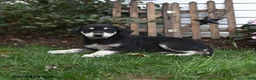 Mixed Breed dogs for sale: Rain - Ad 2