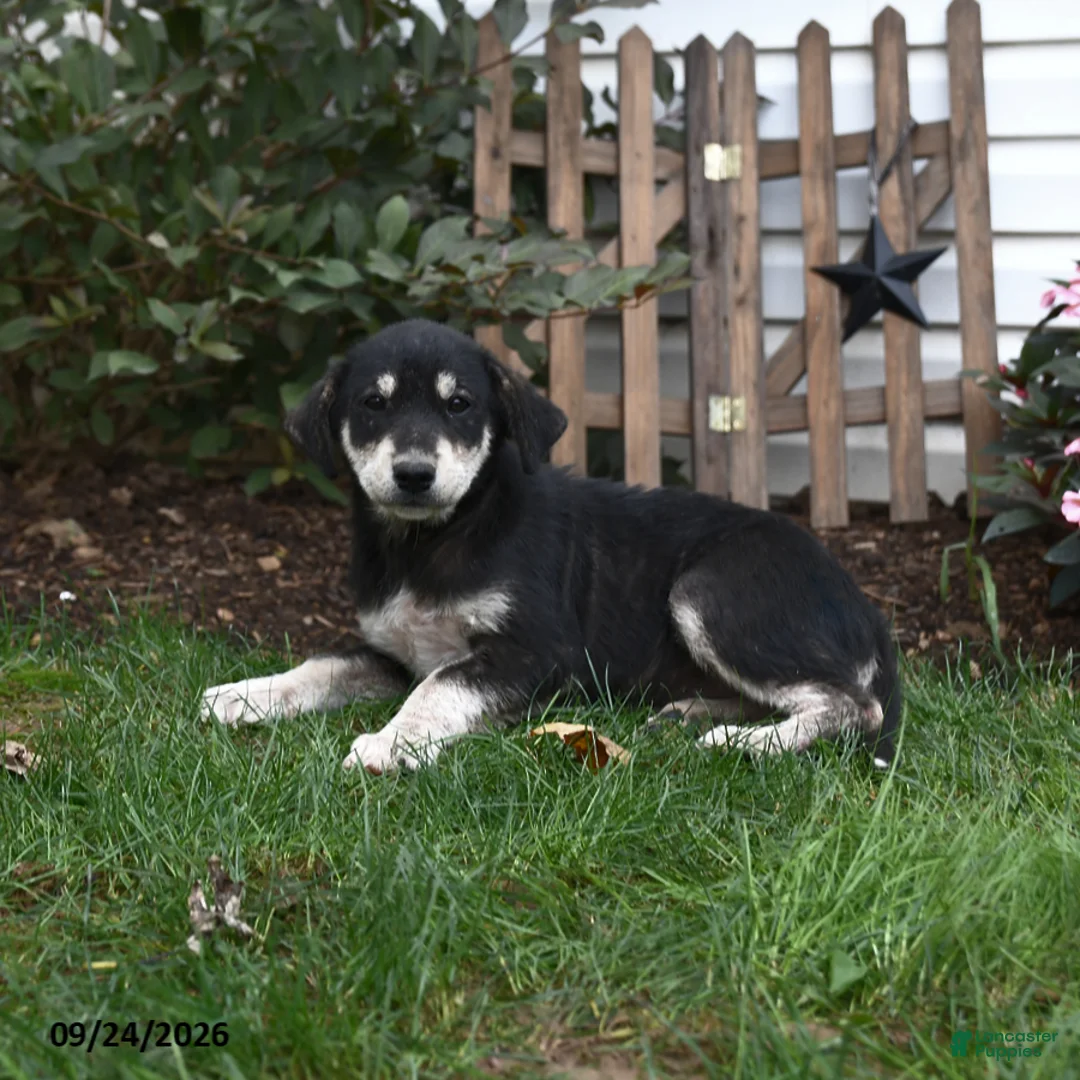 Mixed Breed dogs for sale: Rain - Ad 2