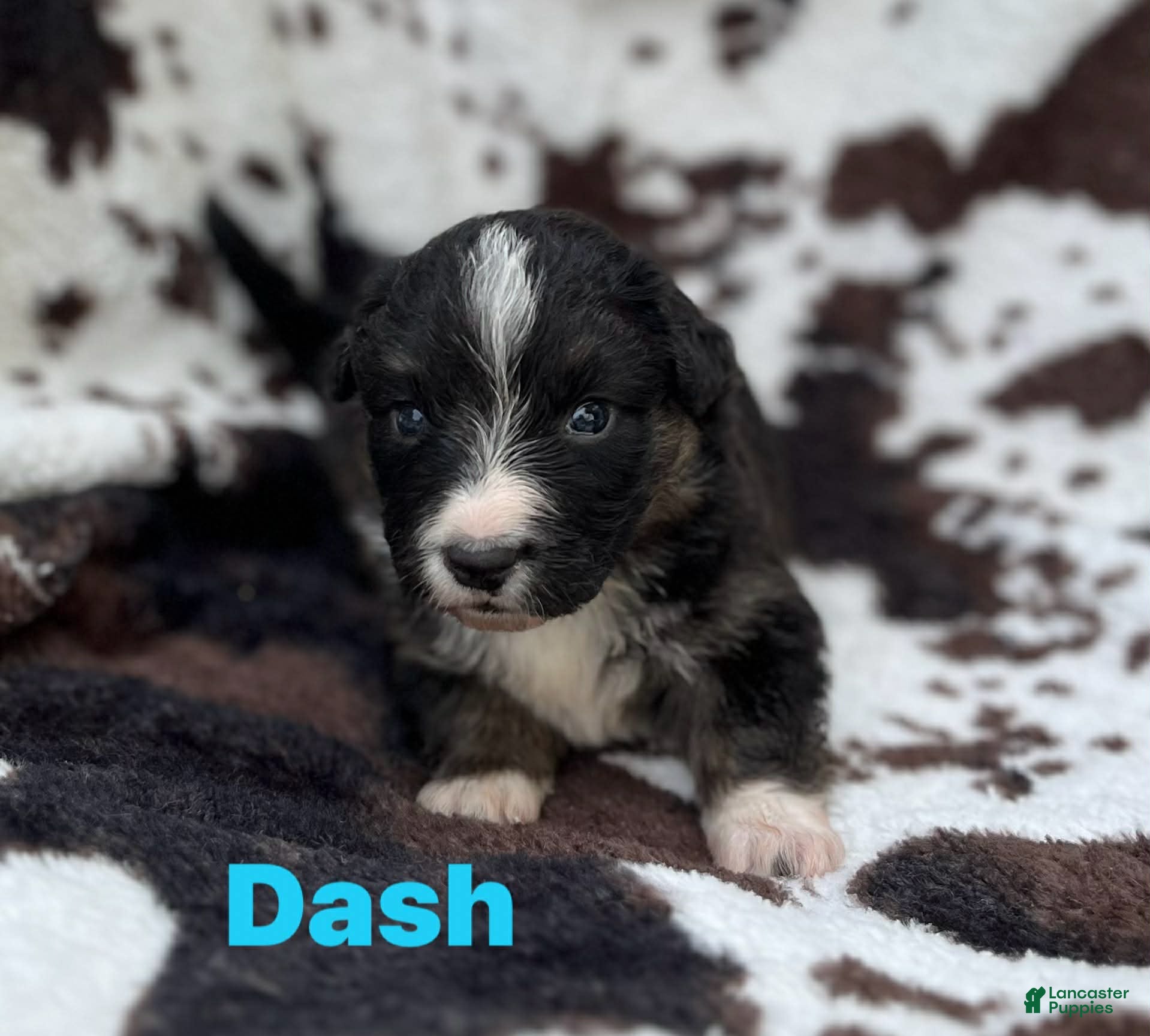 Welsh Corgi Cardigan dogs Dash- Fluffy - Ad 4