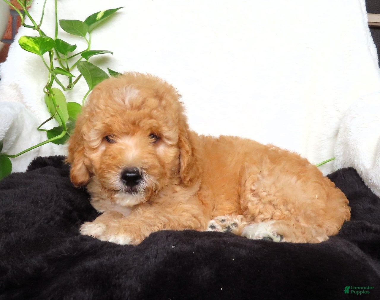 Mini Goldendoodle dogs Sam - Ad 2