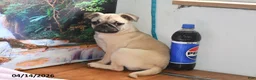 Pug dogs for sale: Valentina - Ad 3