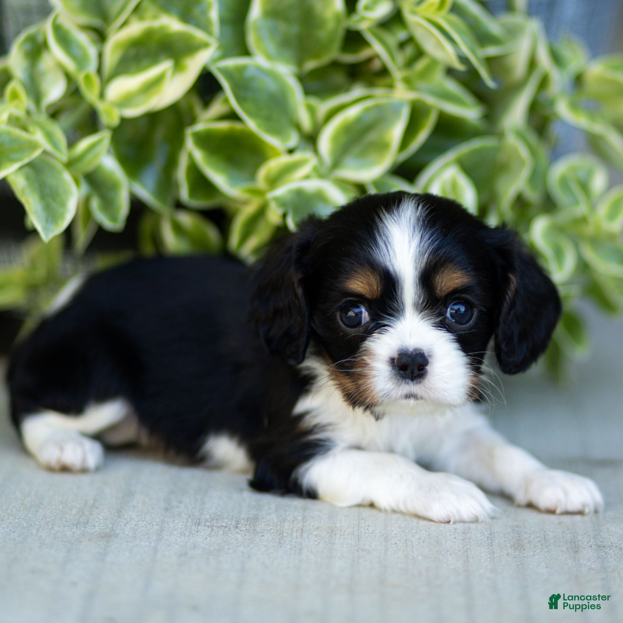 Cavalier King Charles Spaniel dogs Audrey - Ad 2