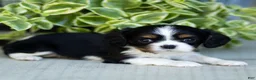 Cavalier King Charles Spaniel dogs for sale: Audrey - Ad 2