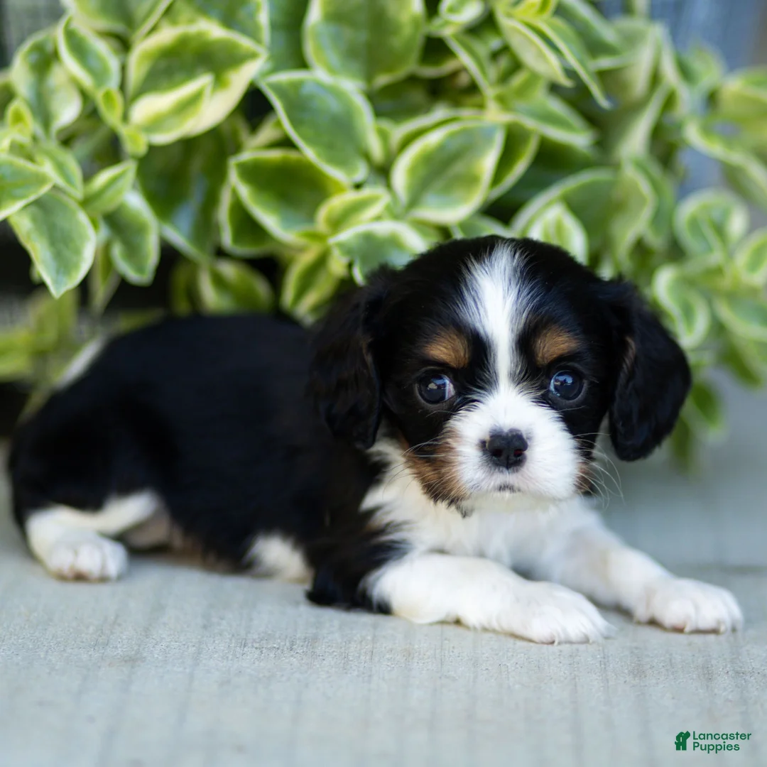 Cavalier King Charles Spaniel dogs for sale: Audrey - Ad 2