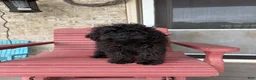 Cavapoo dogs for sale: Elsa - Ad 4
