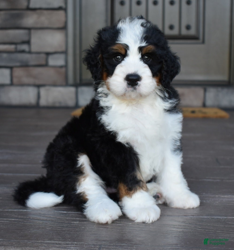 Mini Bernedoodle dogs Jester - Ad 1
