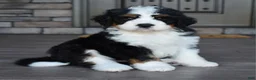 Mini Bernedoodle dogs for sale: Jester - Ad 1