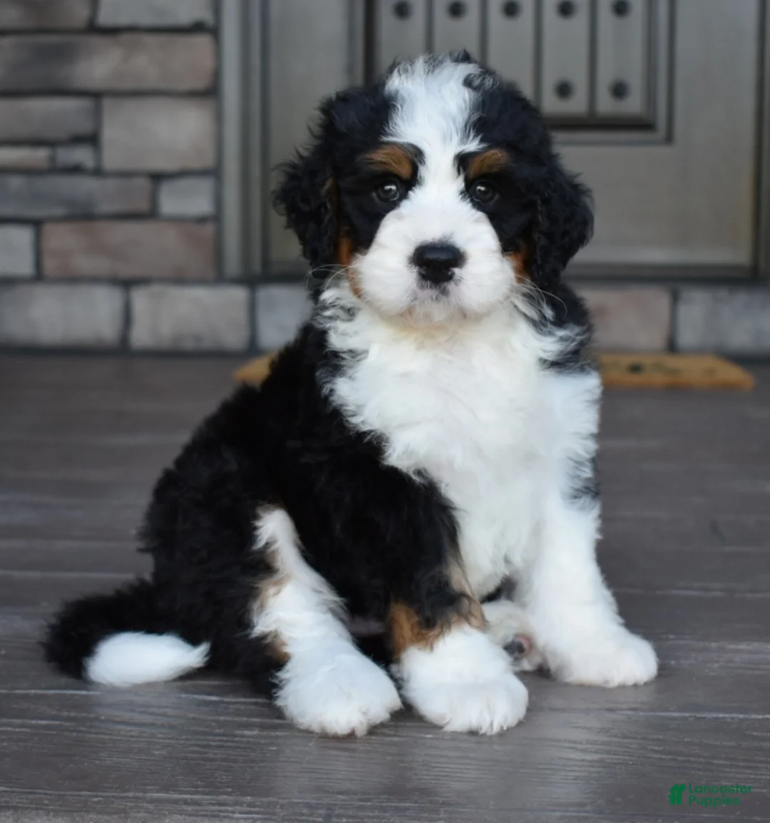 Mini Bernedoodle dogs for sale: Jester - Ad 1