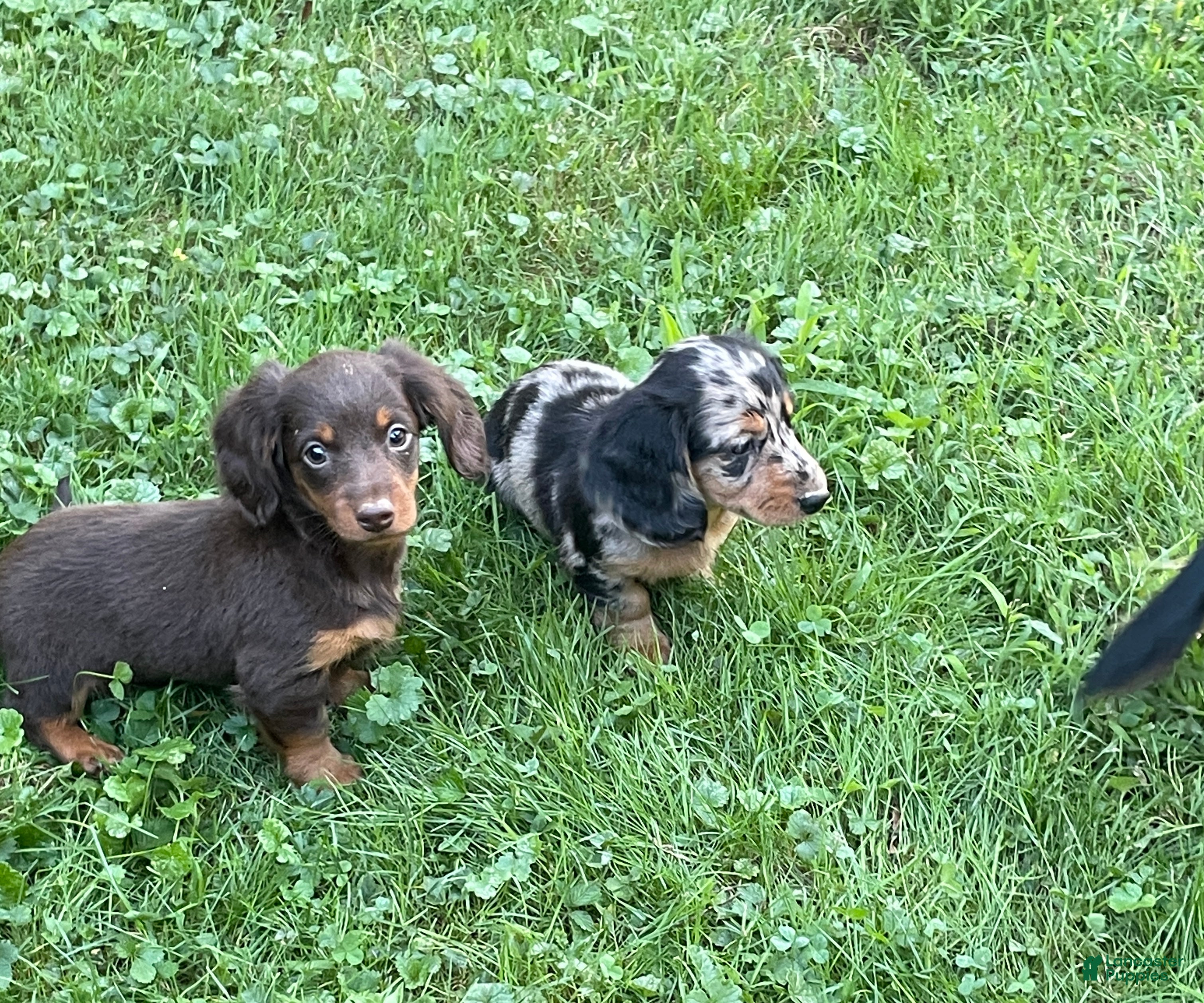 Miniature Dachshund dogs Nutella  - Ad 1