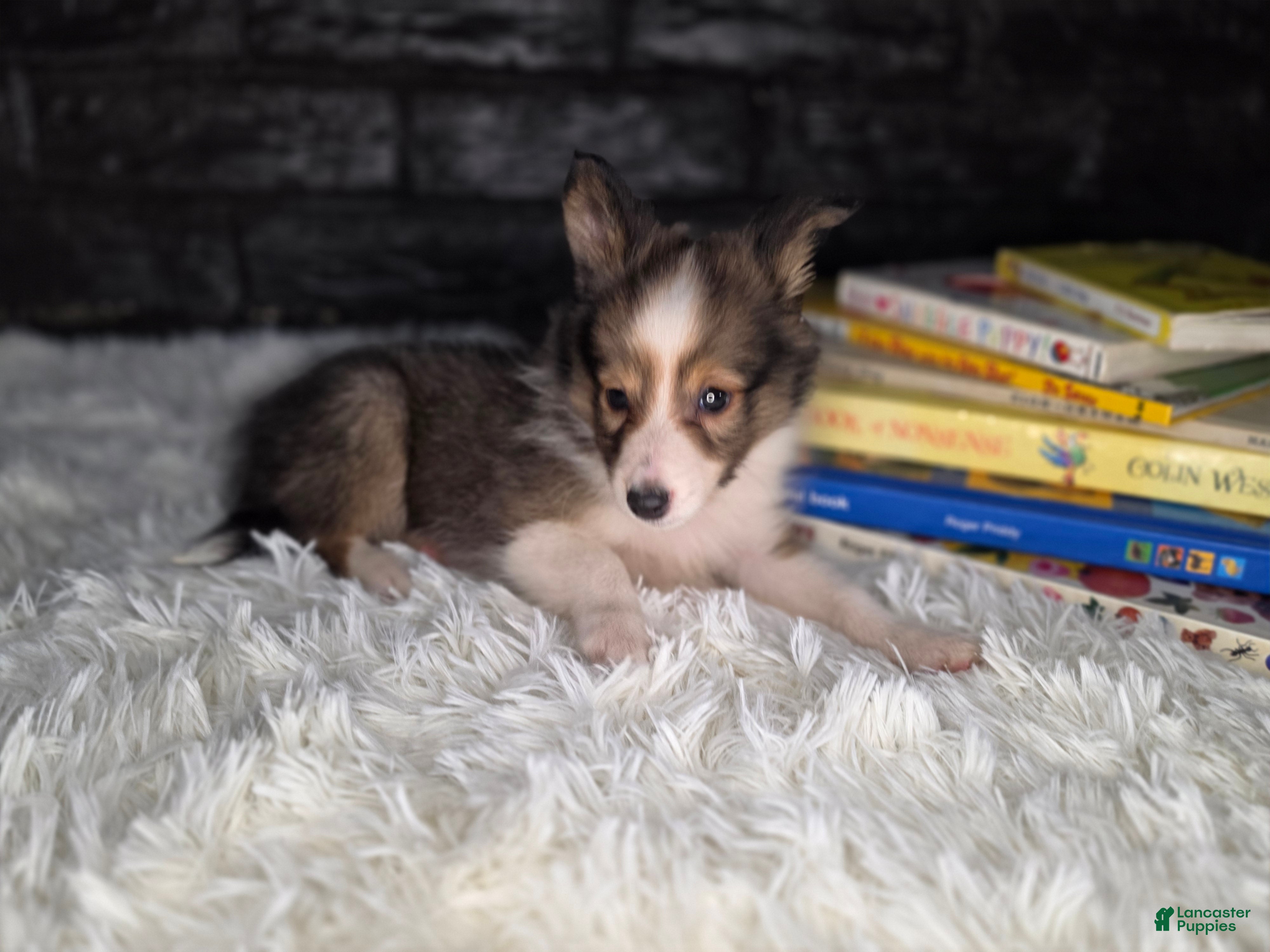 Shetland Sheepdog dogs Keene  - Ad 10
