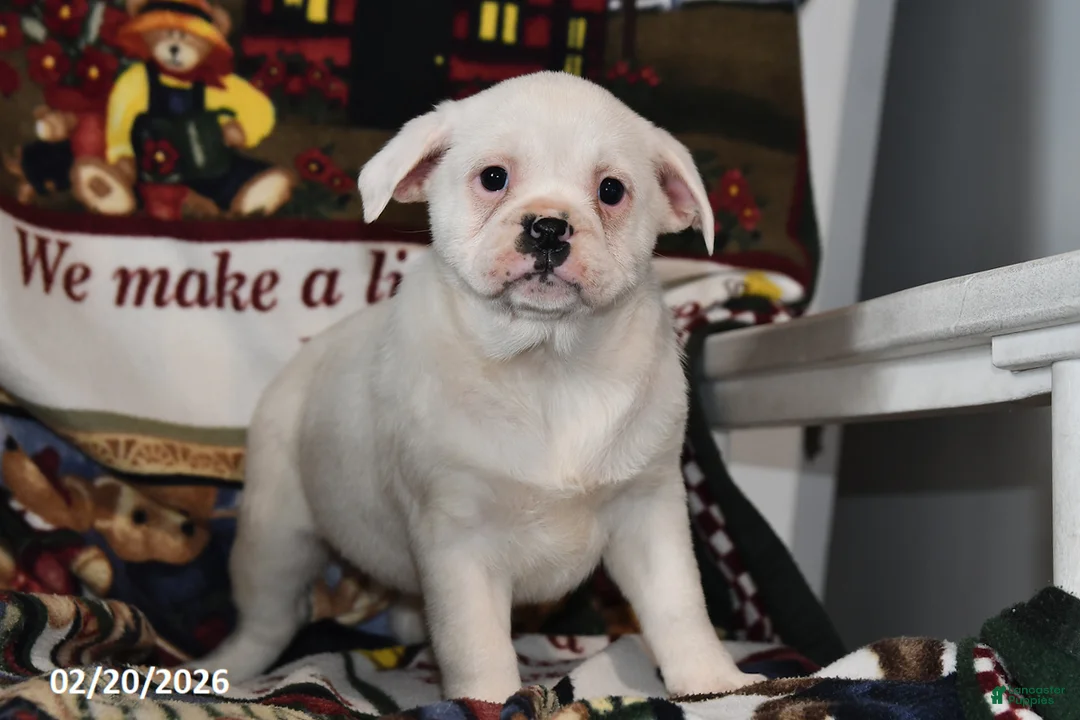 Mixed Breed dogs for sale: Jenny - Ad 4