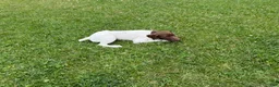 German Shorthaired Pointer dogs for sale: Lainey - Ad 3