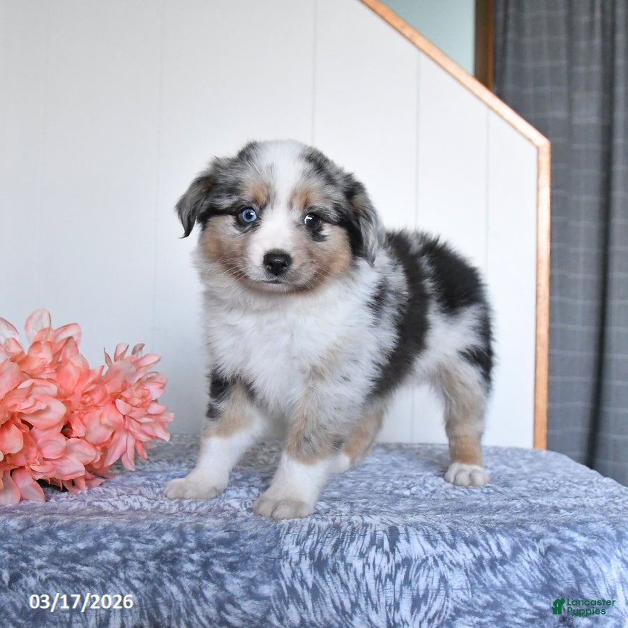 Miniature Australian Shepherd dogs Echo - Ad 1