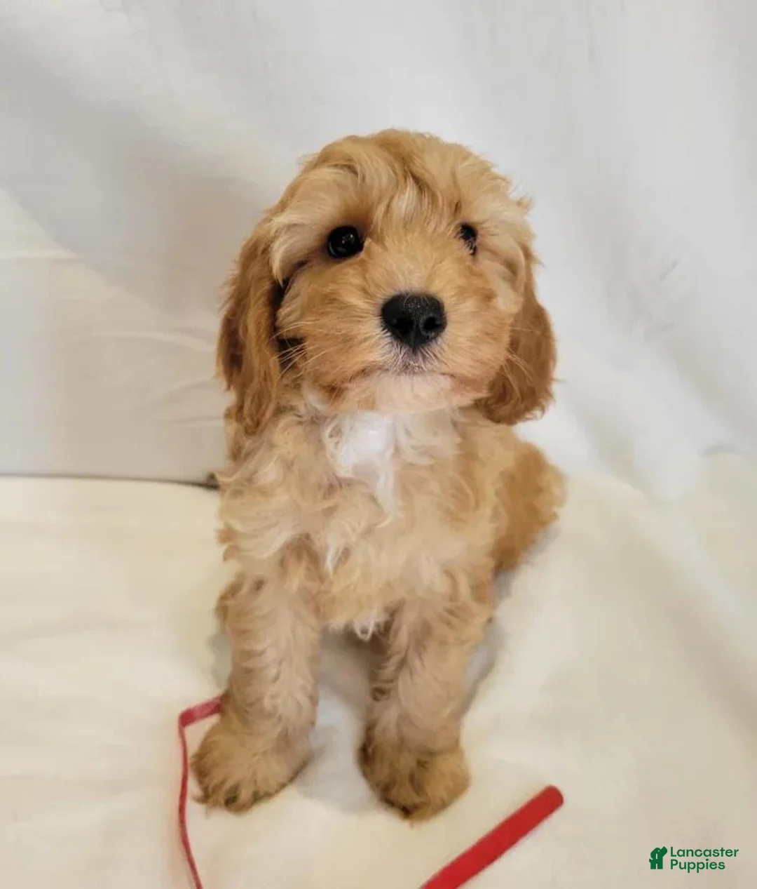Cavapoo dogs for sale: Mora - Ad 1