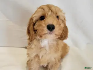 Cavapoo dogs Mora - Ad 28