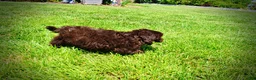 Havapoo dogs for sale: Ewok - Ad 12