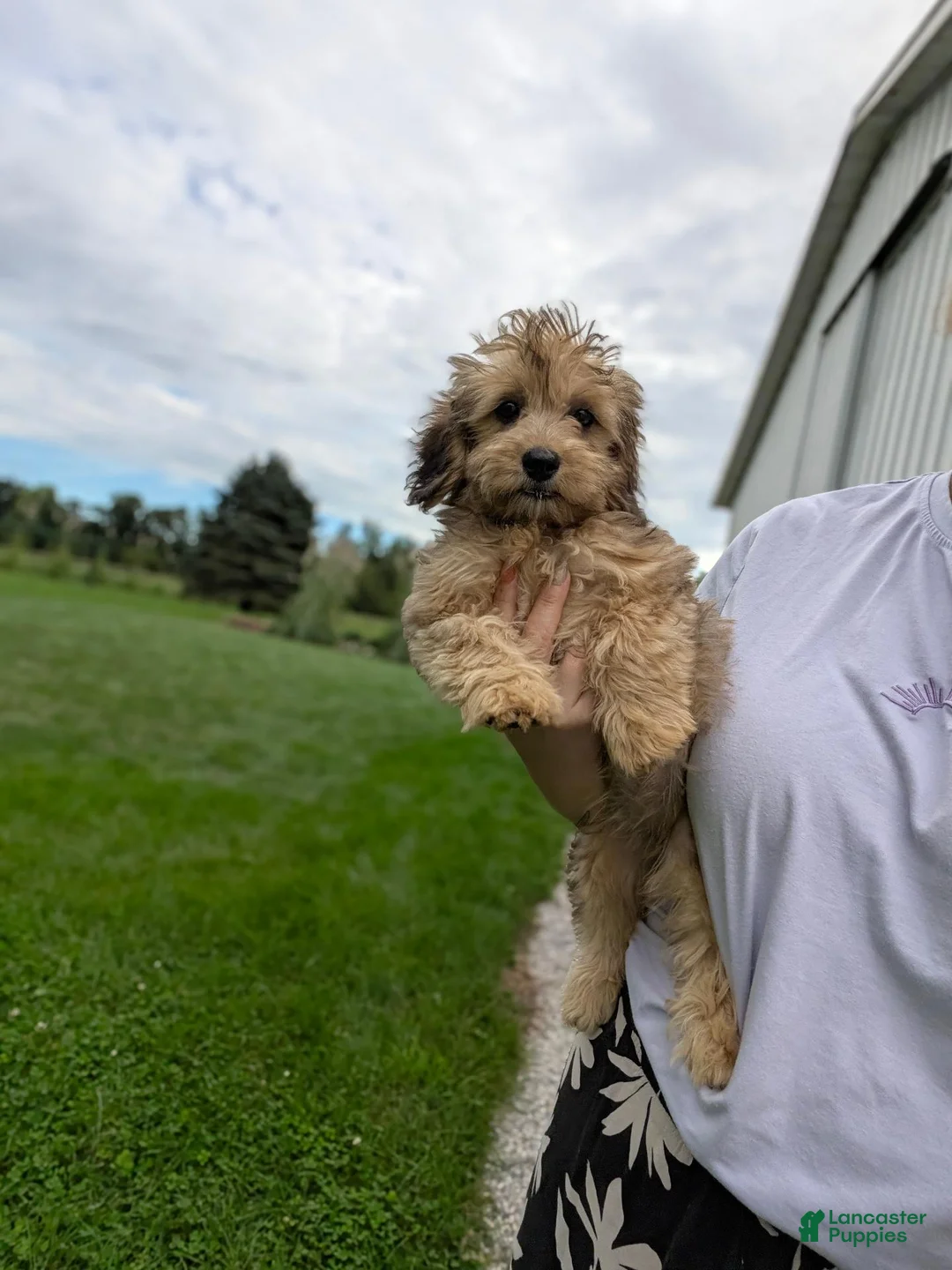Havapoo dogs for sale: Fiona  - Ad 4