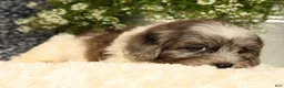 Havapoo dogs for sale: Snickers - Ad 6