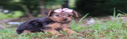 Yorkshire Terrier dogs for sale: Lola - Ad 5