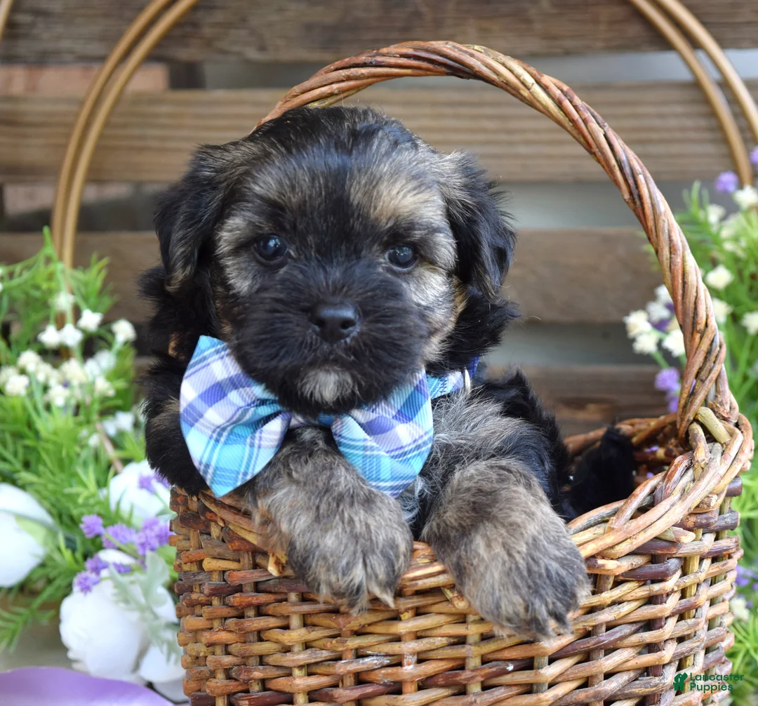 Morkie dogs for sale: Felix - Ad 2