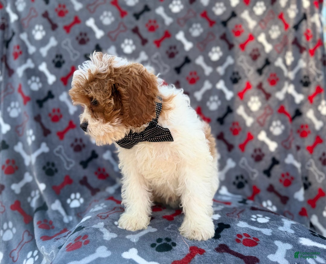 Cavapoo dogs for sale: Twix - Ad 4