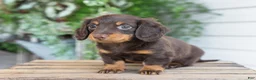 Miniature Dachshund dogs for sale: Maisie - Ad 9