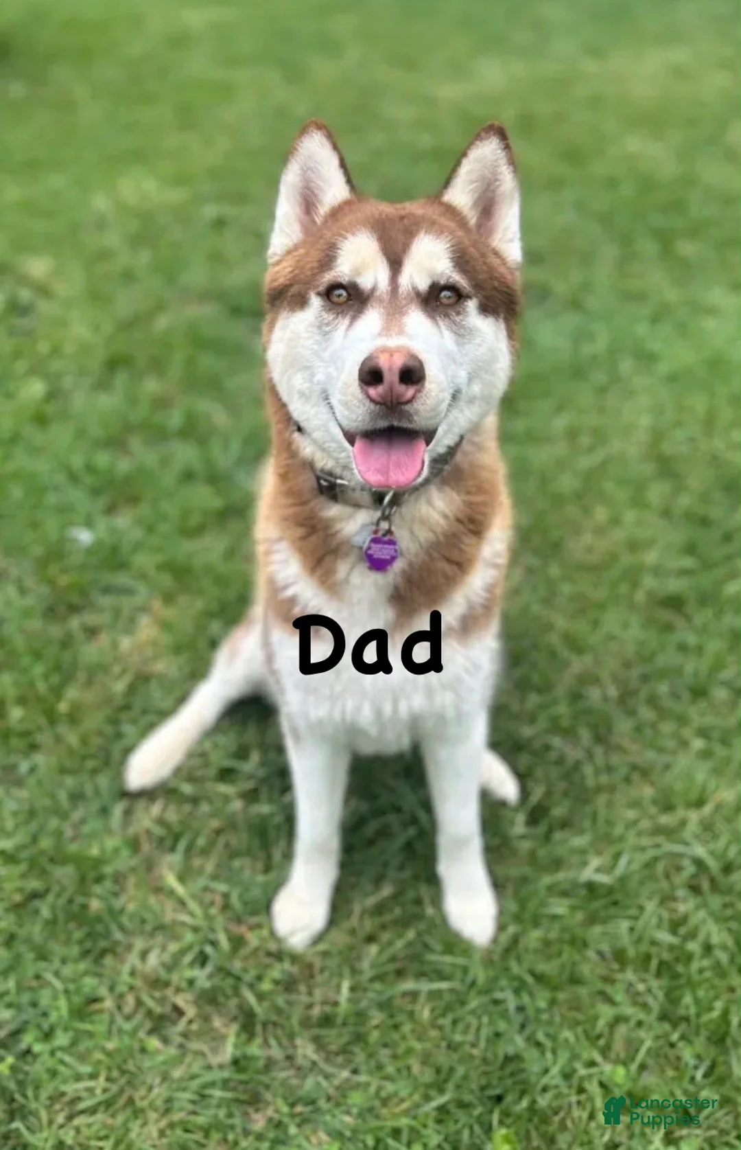 Mixed Breed dogs for sale: Mixed Breed Puppy 2 - Ad 3