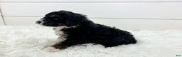 Bernedoodle dogs for sale: Storm - Ad 3