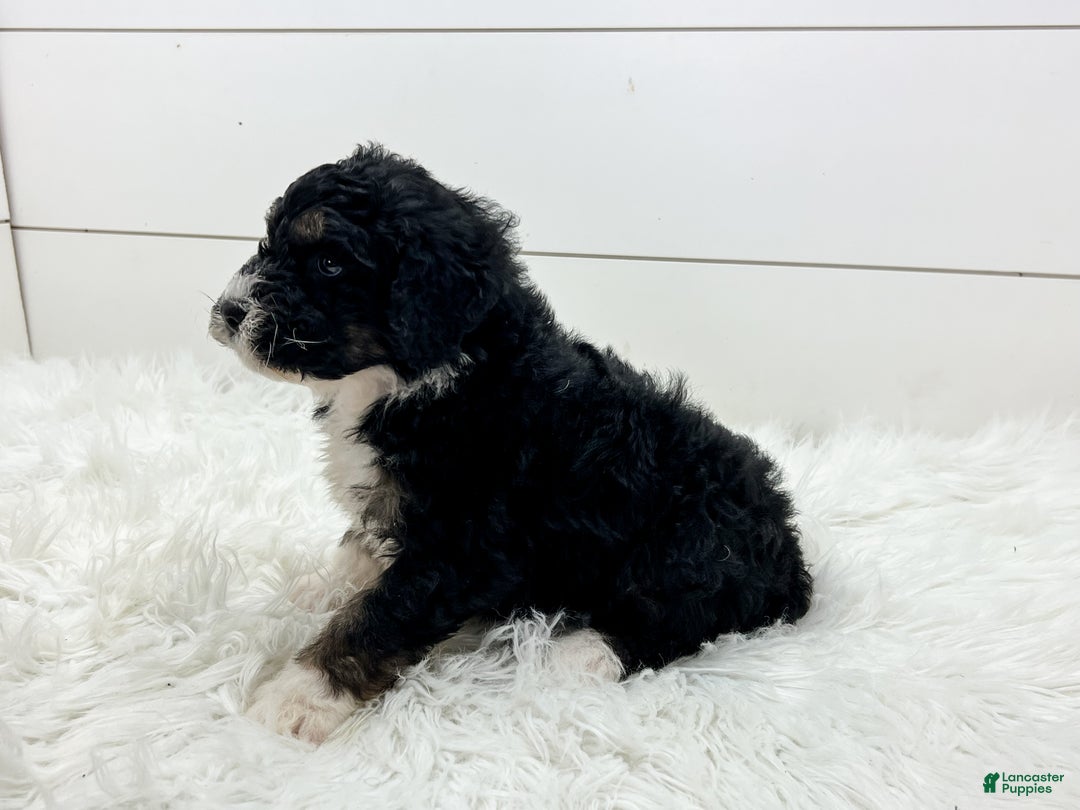 Bernedoodle dogs for sale: Storm - Ad 3