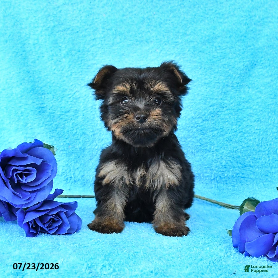 Yorkshire Terrier dogs for sale: James   - Ad 3