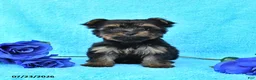 Yorkshire Terrier dogs for sale: James   - Ad 1