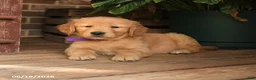 Golden Retriever dogs for sale: Cory - Ad 5